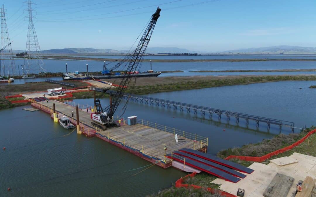 Cranes Crossing Shallow Slough
